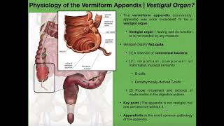 The Appendix \u0026 Basics of Tonsils and Peyer's Patches