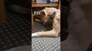 Jagdhund Whippet Auf Beutezug....