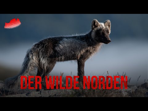 Video: Der Finnische Fotograf Macht Unglaubliche Nahaufnahmen Von Wildtieren Und Das Ergebnis Ist Wunderschön - Matador Network