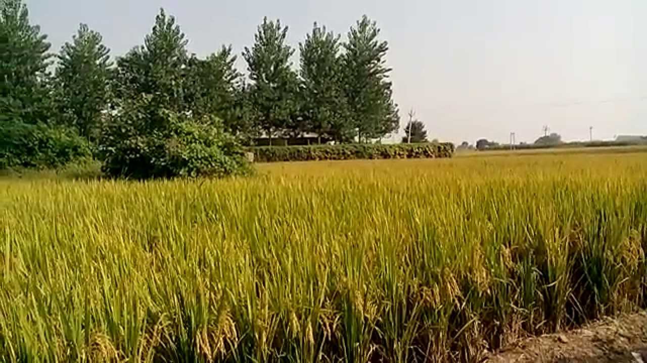Farming in Punjab with All Over India site YouTube