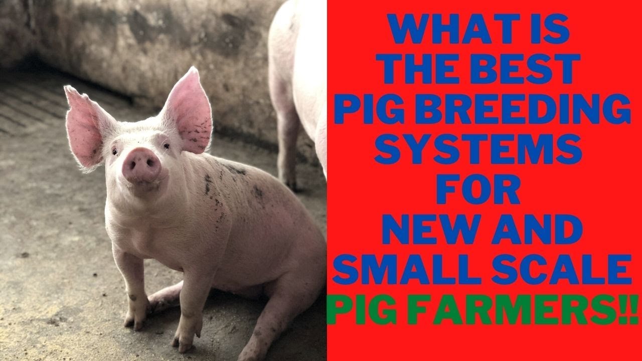 What Is The Best Pig Breeding Systems For New and Small Scale Pig Farmers