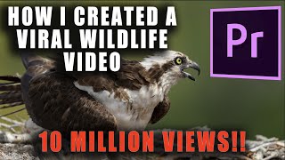 How I Created & Edited a Viral Wildlife Video - Adobe Premiere Pro by Harry Collins Photography 657 views 4 months ago 6 minutes, 7 seconds