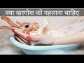 Kya Khargosh Ko Nehlana Chahiye | Should I Bath My Rabbit
