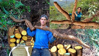 Video full; Harvesting tubers and fruits in the forest and having family meals_khoa rua build.