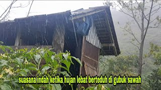 Hujan di gubuk sawah suasana syahdu ketika hujan berteduh di gubuk sawah.