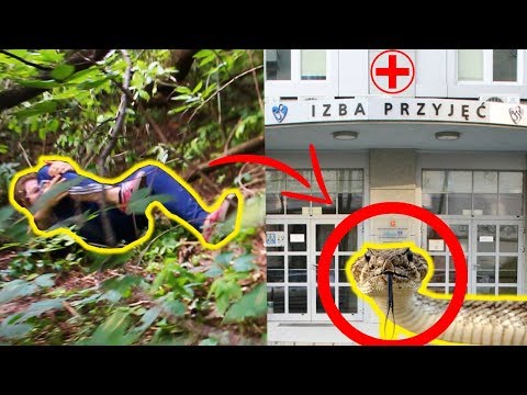 Wideo: Zostałeś ugryziony przez węża?