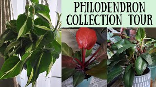 Philodendron Collection Tour and Care Tips