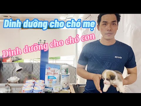Chế độ dinh dưỡng cho chó Corgi con và chó Corgi mẹ của Corgi Farm