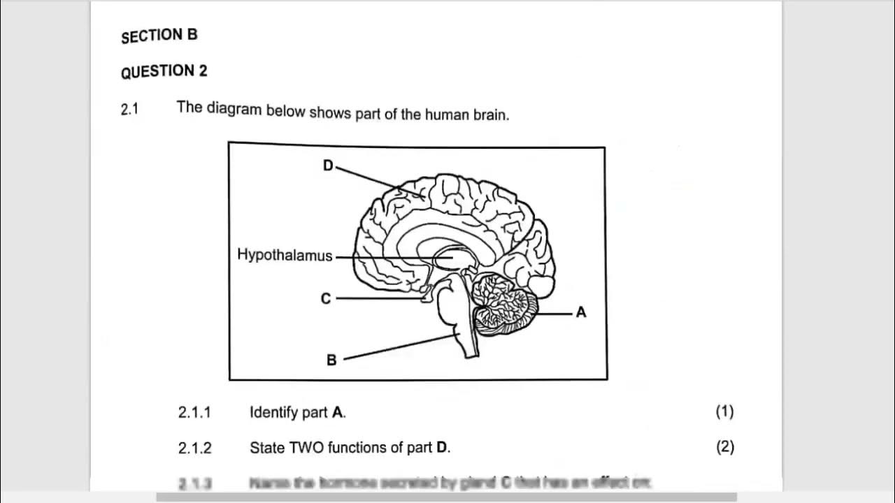 LIFE SCIENCES GRADE 12 BRAIN QUESTIONS THUNDEREDUC BY M SAIDI