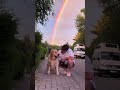 Captured this precious moment 🇧🇪 #goldenretriever