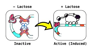 Lactose (Lac) Operon: an inducible operon (deep-dive video)