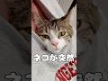 【保護猫】服の中で住み始めた猫