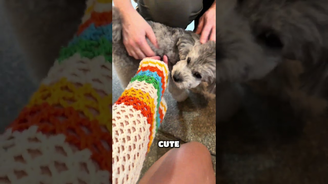 Interviewing people in Japan about their dogs!
