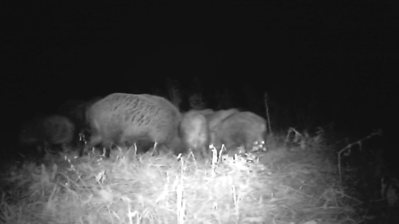 Кабаны на фотоловушку BolyGuard BG330/