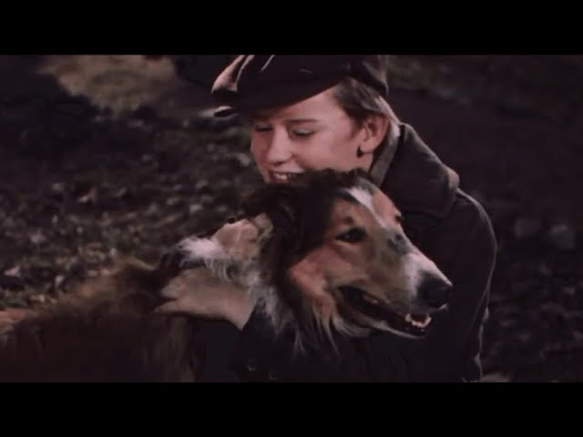 名犬ラッシー フィンガー5 - YouTube