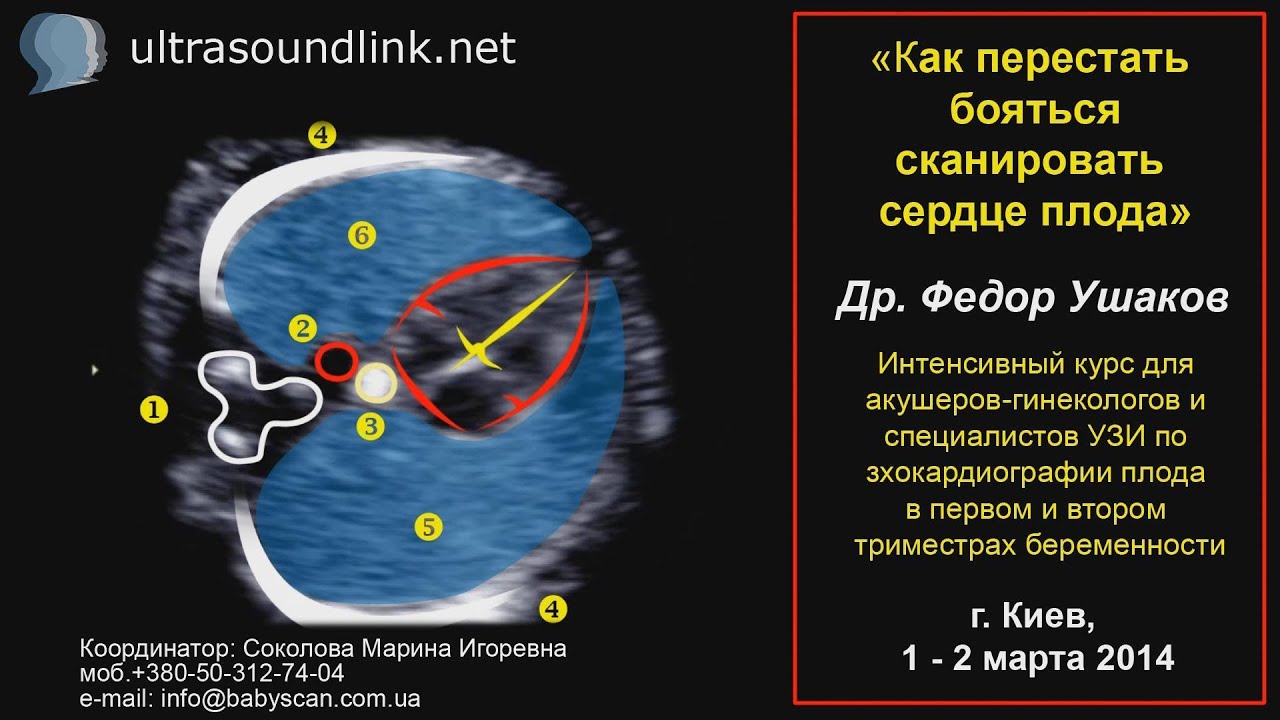 ⁣Эхокардиография плода интенсивный курс