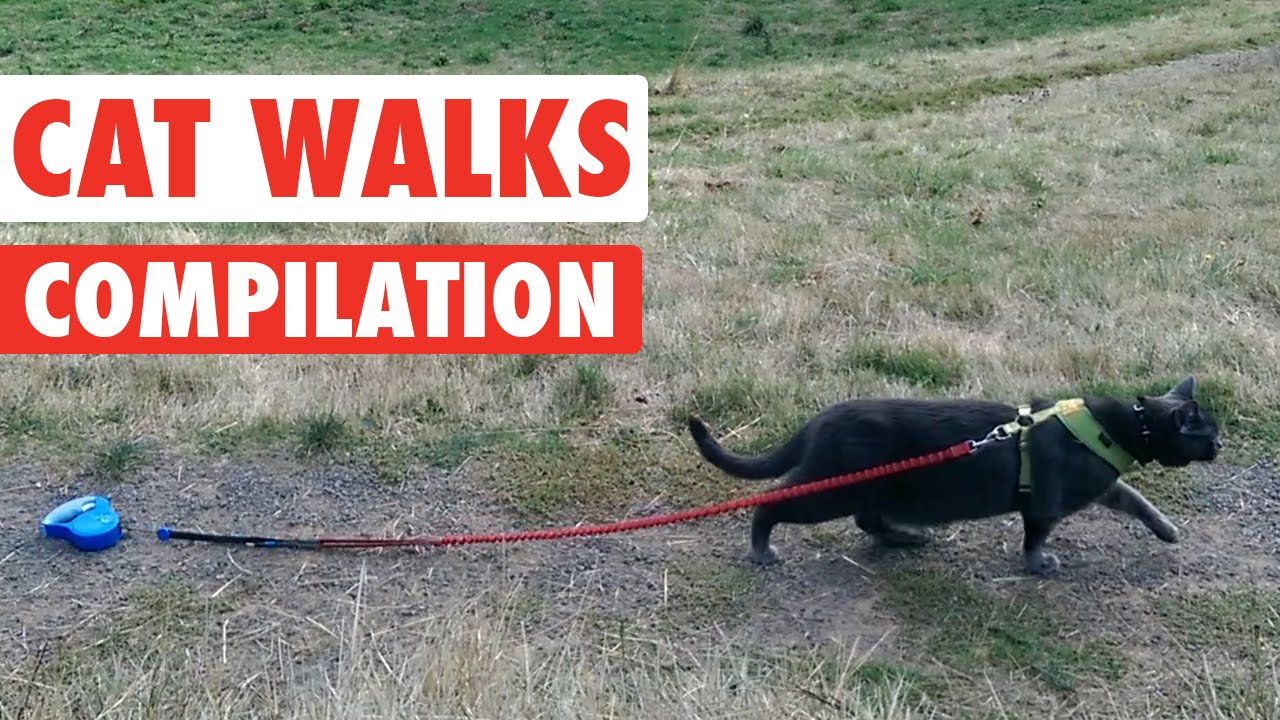 parody or satire Funny Catwalk Cats Walking Video Compilation 2016