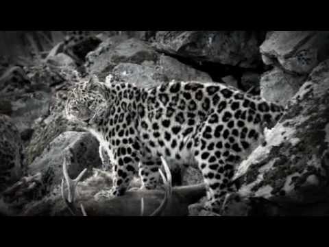 Amur Leopard Conservation~ Join the Effort