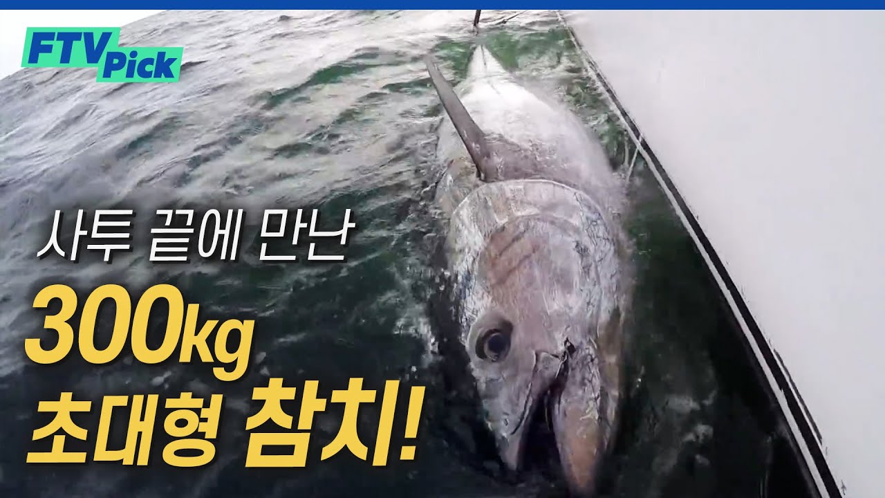300kg 초대형 참다랑어 낚아서 해체까지! 배위에서 벌어지는 참치와의 사투![FTVpick]