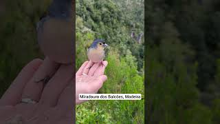 #madeira#views#mountains#animals#birds#feed#clouds#forest#nature
