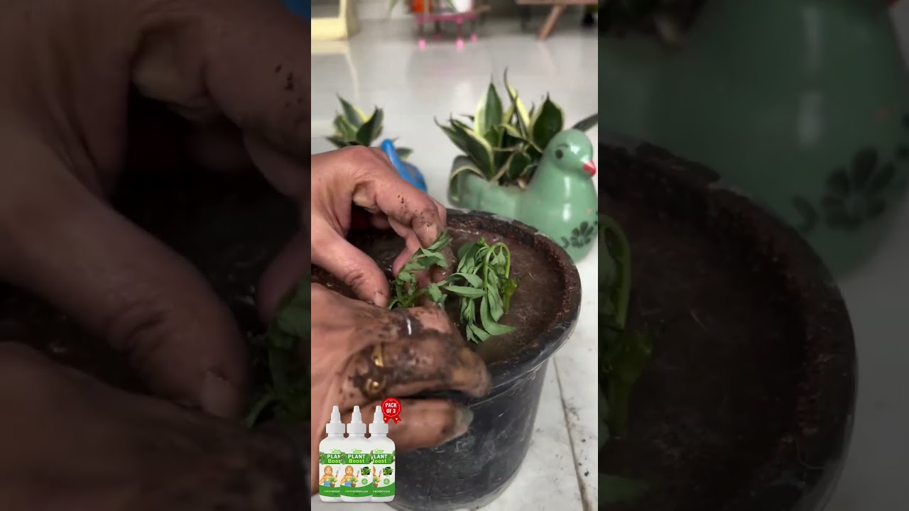 How to Grow Organic Vegetables at Home 🍅🥬 | Plant Boost Guide 😍