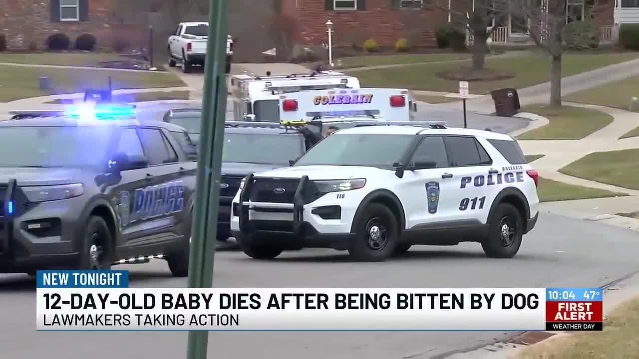 12-day-old baby dies after being bitten by dog, coroner says - YouTube