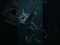 The Scariest Shark You’ve Never Heard Of... 😳 #shorts #ocean