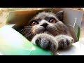 Подборка Приколов с Животными 2017/ Смешное Видео Про Животных/  Funny Animals 2017/