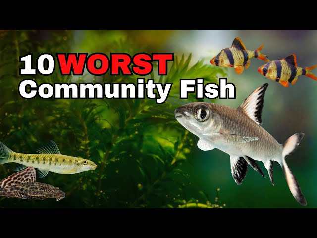 Top 10 WORST Community Aquarium Fish class=