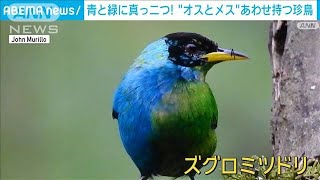 100年ぶりに発見…左右が鮮やかなグリーンとブルーのオスとメスの色を併せ持つ鳥(2024年3月20日)