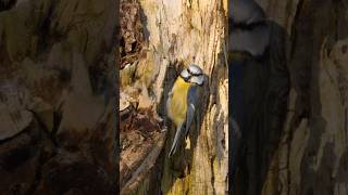 The blue tit gives you rays of warmth #nature #birds #wildlife | Film Studio Aves