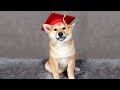 Shiba Graduates Puppy School!