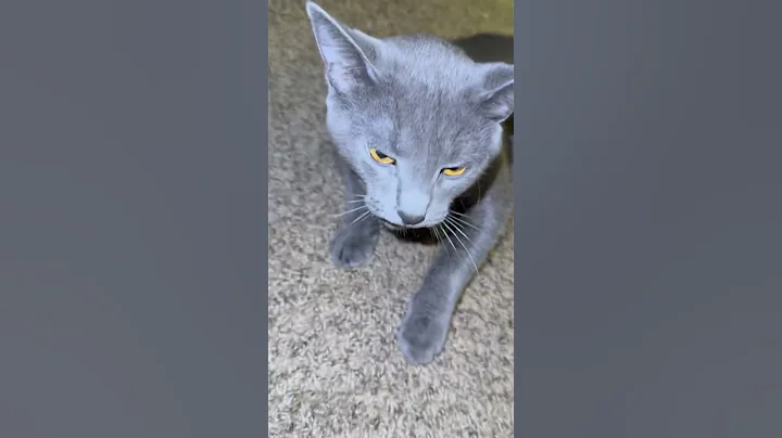 Video 10126801: russian blue cat love, cat family love