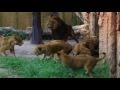 Female lions battle.メスライオンの闘い（痛々しい）