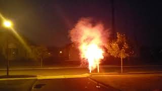 Veline Stars Roman Candle