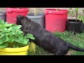 Skye Terrier - children and their "prey" の動画、YouTube動画。