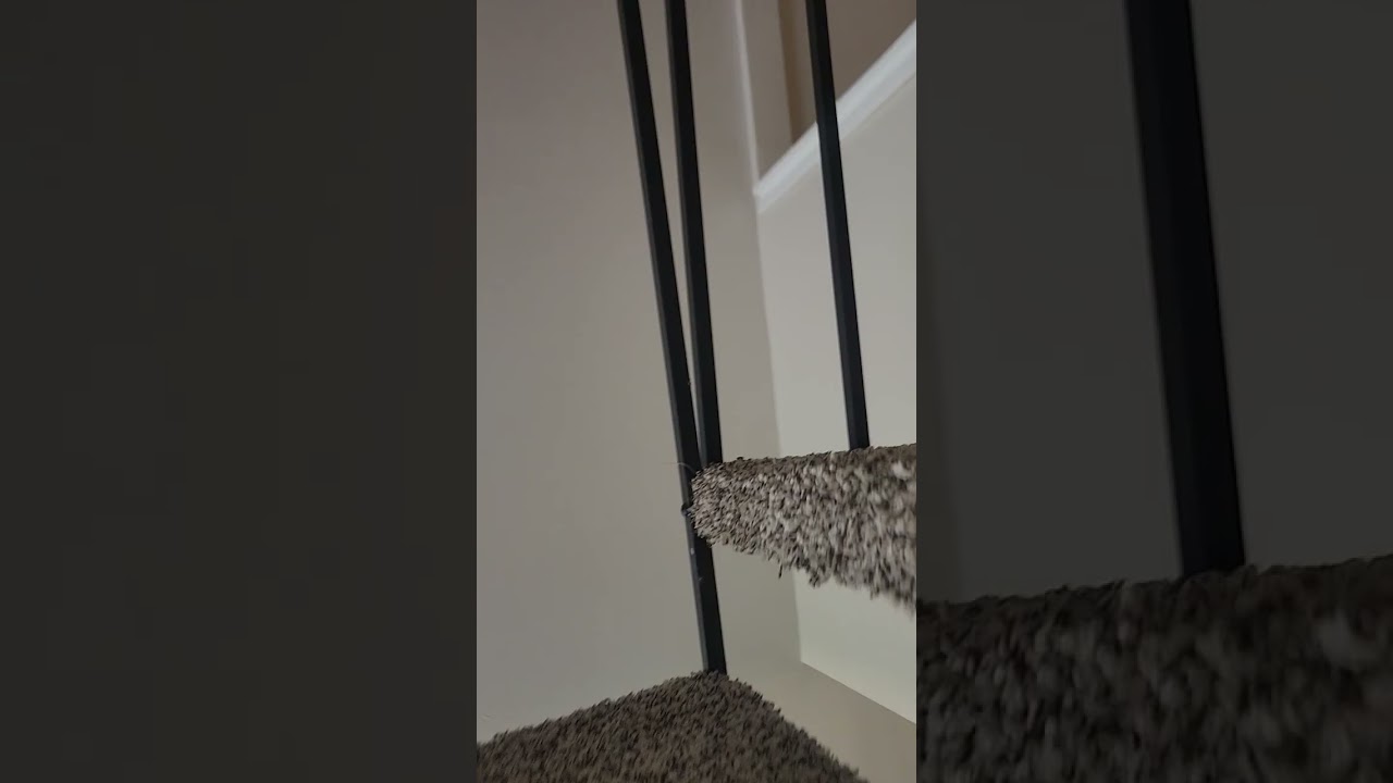 #51 - 1bd/1ba