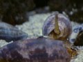 Cone Snail (Conus Geographus)