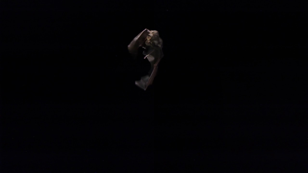 Greater horseshoe bat (Rhinolophus ferrumequinum) flying, catching a moth, Germany