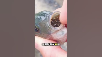 Vì sao nông dân trung quốc lại trôn cá rô phi #short