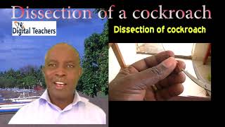 Dissection of cockroach 2 by Dr. Bbosa Science