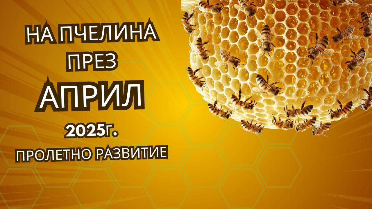 Най - важното за пчелите през Април. Пролетното развитие е в разгара си!