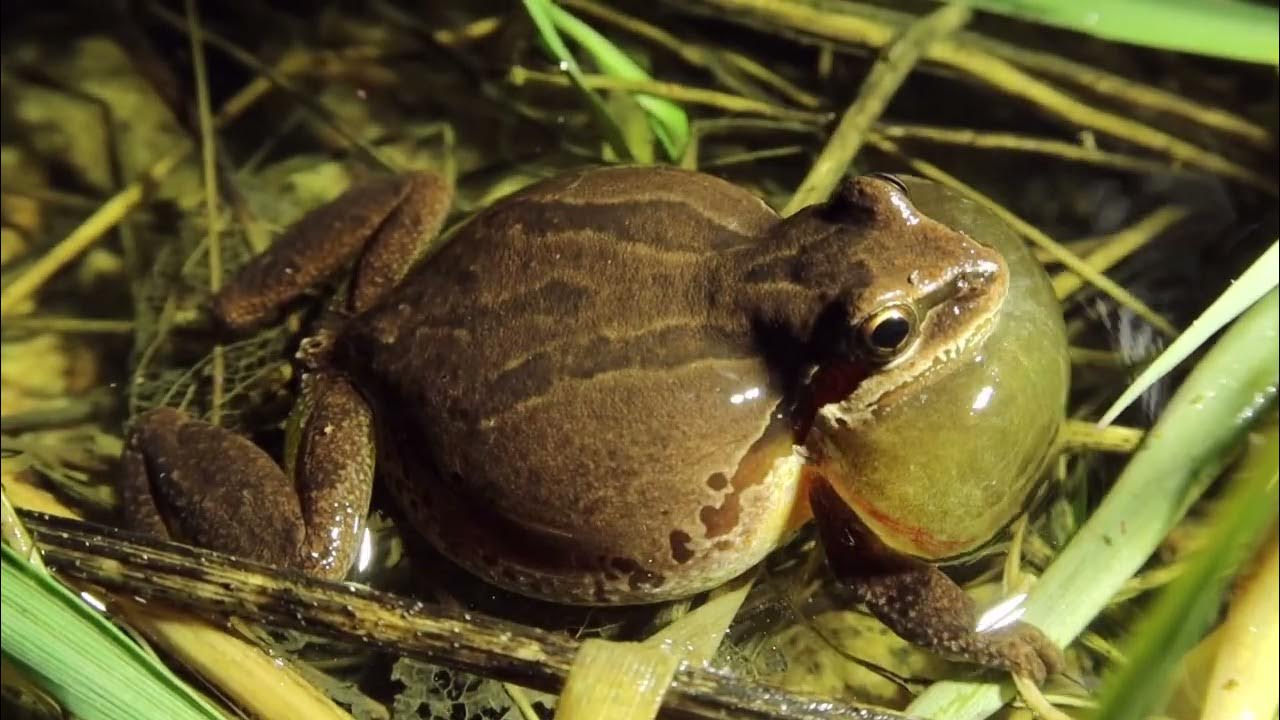 Pacific Chorus Frog call YouTube