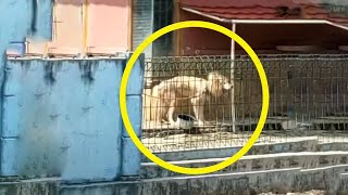 Poor Dog Keeps Crying Because It Was Starved In An Abandoned House After The Owner Left