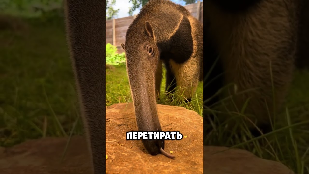 Необычный охотник: секреты муравьеда 