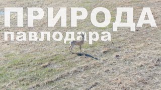 Павлодар 2022 / Природа и ее жители / река Иртыш / Олени / Сосновый бор.