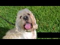 Four of 10 dogs taken from South Korea meat farm ready for adoption