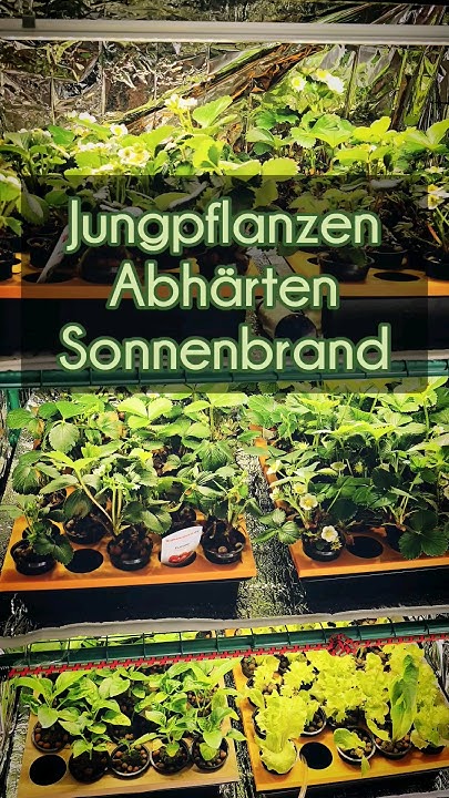 Vom Haus ins Freie Tipps für Pflanzen & Hydroponik 🌱☀️ Hydroponik 