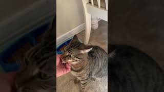 Why does Felix keep knocking over his water bowl and escaping?