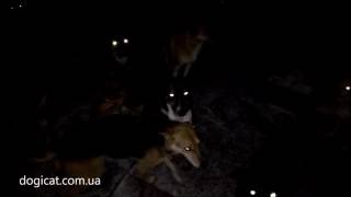 Самое мистическое видео приюта(, 2017-01-21T18:36:39.000Z)